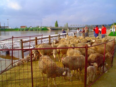 resgate das ovelhas em coruche