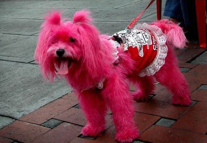 Pinky Dog