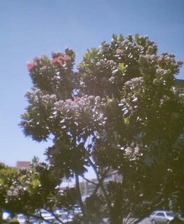 Pōhutukawa blooming in Wellington