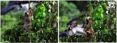 Fogonazos: Águila harpía: la pesadilla de los perezosos