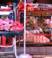 cachorros num mercado sul coreano. note que alguns deles já estão mortos.