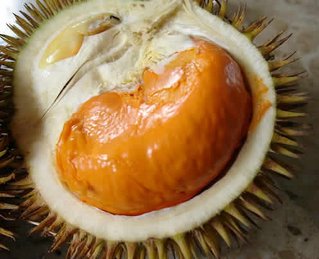 foto de um durian aberto. O cheiro é horrível, pela cara dele, você conseguiria comer?