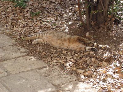 Tabby cat stretches: 2