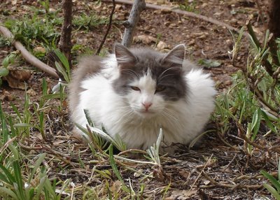 Fluffy gray and white cat