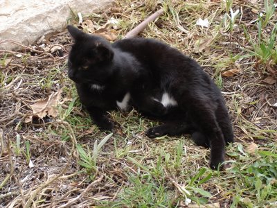 Black cat with white patches on tummy