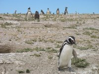 Punta Tombo: Ein Teil der 1 Mil. Pinguine