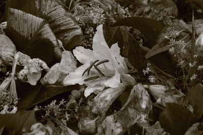 fleurs, cimetière, photo dominique houcmant, goldo graphisme