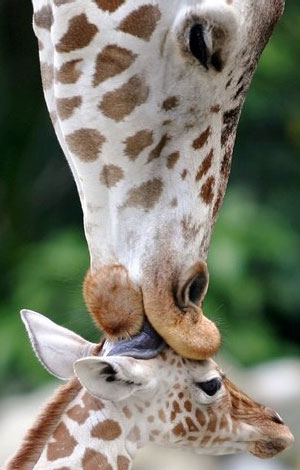 Giraffa che accarezza il suo piccolo
