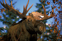 The moose...