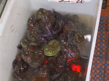 Chinatown Frogs