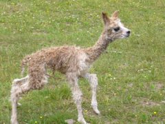 Alpaca new born