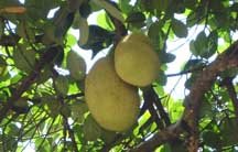 Pela(kai)-the jack fruit