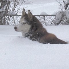 Noble Dog of the North