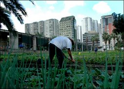 Urban food gardening