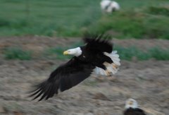 Bald Eagle on farmer's field 05/07