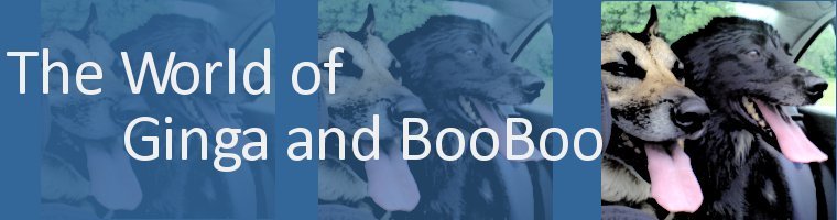 BooBoo, Ginga, and the World of Dogs