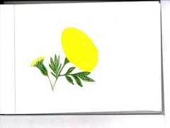 fiore giallo (montecarlo)