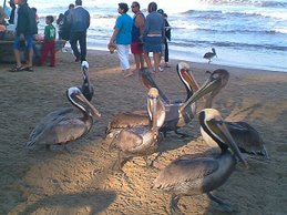 Gaviotas