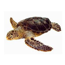 ¿Quieres aprender a determinar a qué especie corresponde la tortuga que has visto?