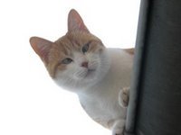 Le chat du gîte (qui louche)