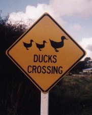 Please mind the ducks