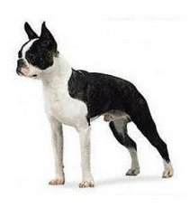 A typical adult bostonterrier