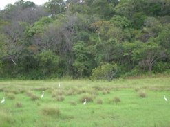 In the Rupununi...Region #9