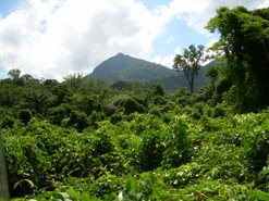 Kumu Falls