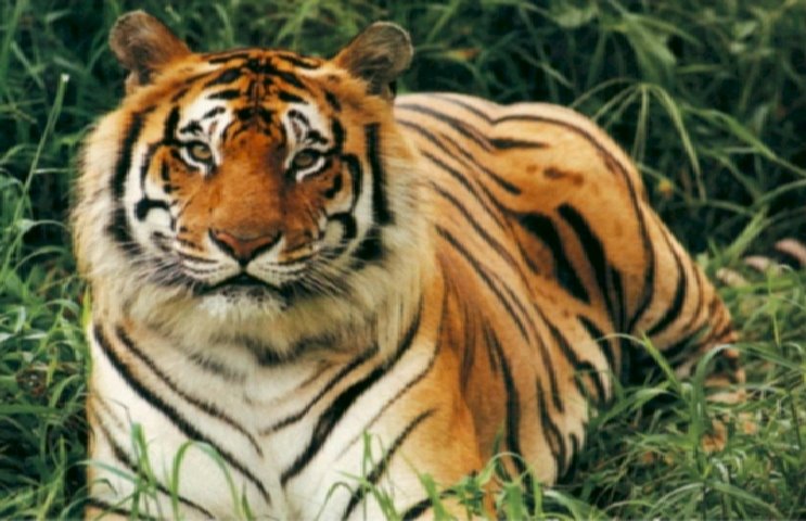 INDIAN TIGER