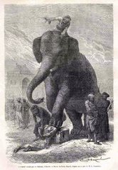 >>Pembunuhan dengan gajah.