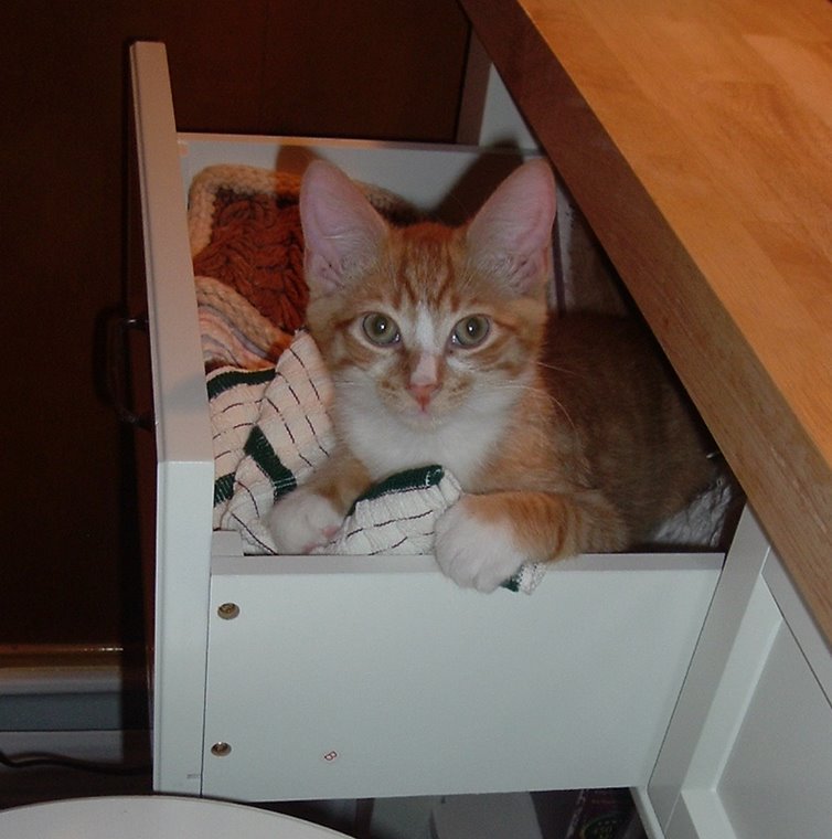 The Drawer Kitty