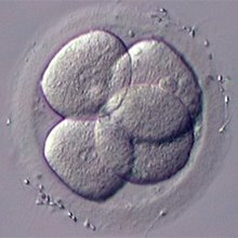Embryo