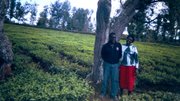 TEA FARMERS WILL NEVER BE CHEATED AGAIN