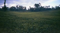 KENYAN TEA FARMERS WORK LIKE DONKEYS BUT WHAT DO THEY GET IN RETURN?