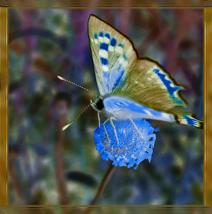 Butterfly -2-