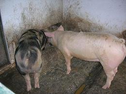 Os porcos da granxa Serantellos
