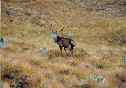 Scottish Photo's