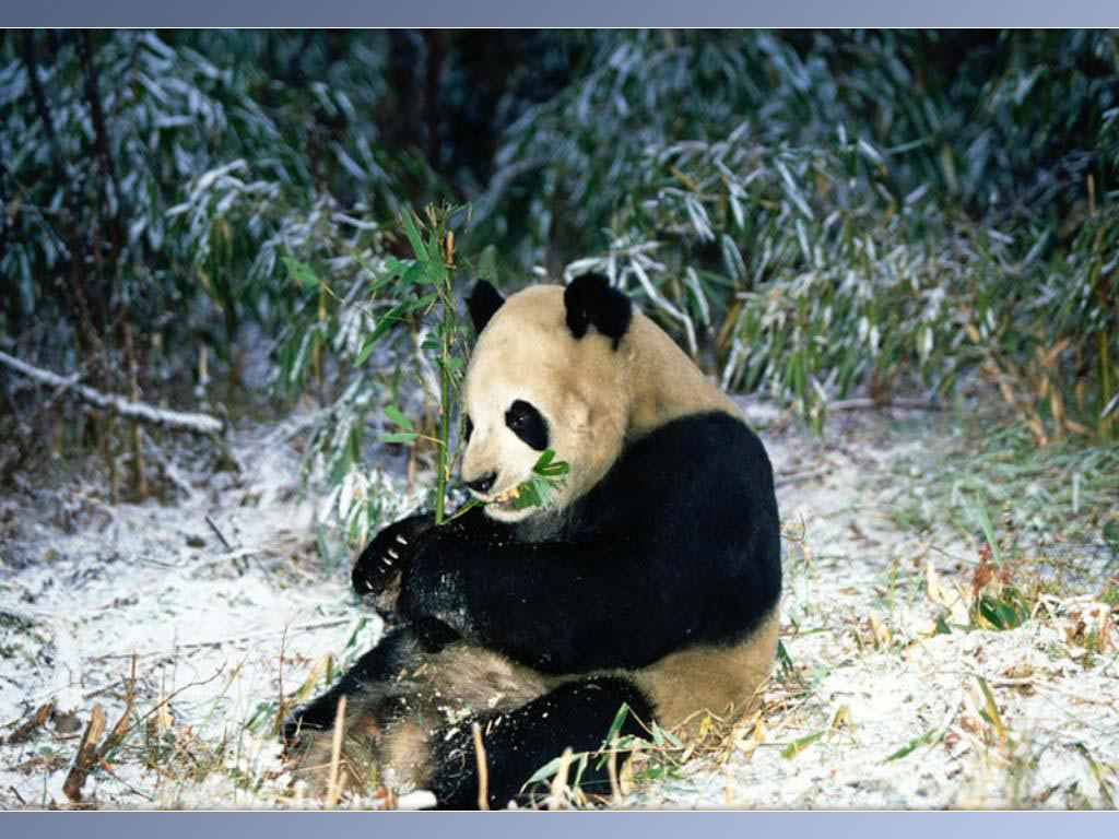 1024px x 768px - Porn sparks panda baby boom in China | Animal Photo