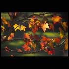 Autumn colour