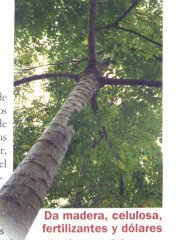 Acrocarpus-fraxinifolius