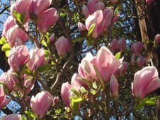 flori de magnolia