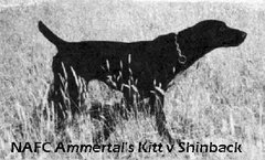 NAFC Ammertal's Kitt v Shinback