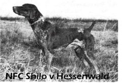 NFC Shilo v Hessenwald