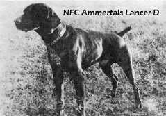 NFC Ammertal's Lancer D