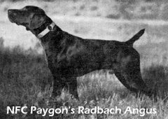 NFC Paygon's Radbach Angus