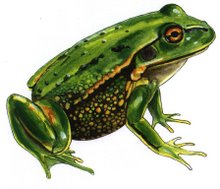 Green & Gold Frog