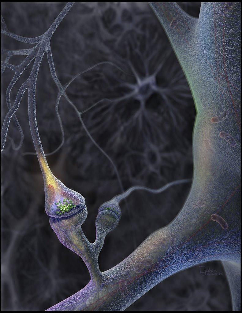 synapse 3D