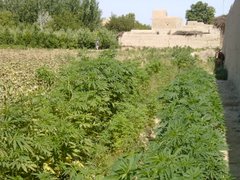 God Bless the Farmers of Afghanistan!