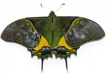 Another green butterfly