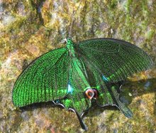 Rare Green Butterfly